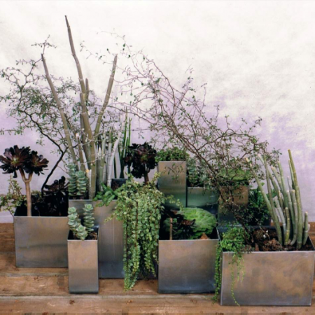 Pflanzen in grauen Töpfen