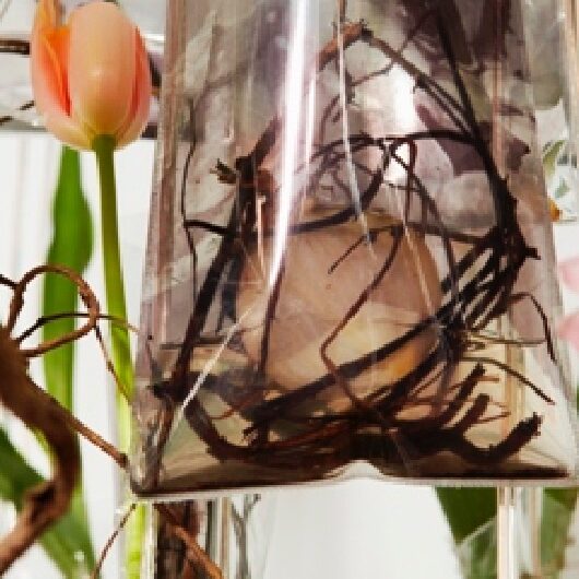Bild von Tulpen mit Wurzeln