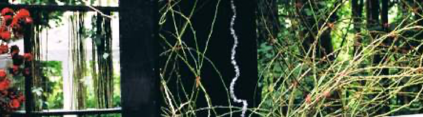 Bild von diversen Pflanzen