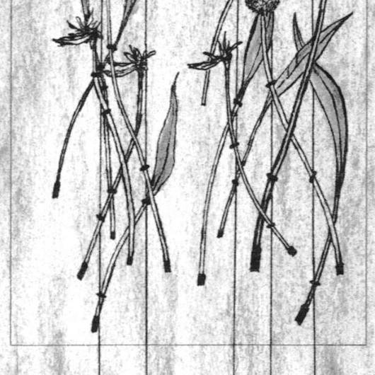 Zeichnung von Blumen